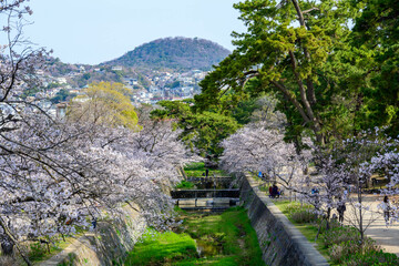 桜の名所兵庫県西宮市の夙川公園　満開の桜