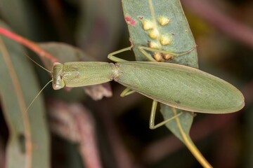 Australian Mantis - Orthodera ministralis - Macro of Insect Perched