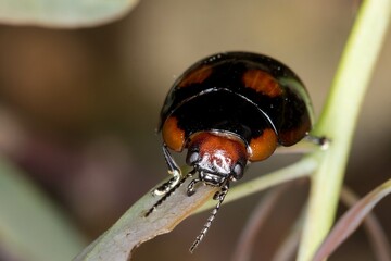 Front View of Black Beetle with Bright Orange Spots