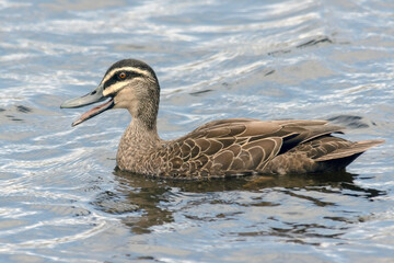 Pacific Black Duck - Anas superciliosa - Wild Duck in Natural Habitat