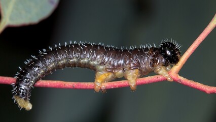 Perga Sawfly Larvae - Spitfire Sawfly Larvae 
