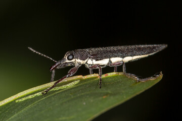 Weevil Close-up - Rhinotia phoenicoptera - Long-Snouted Beetle in Australia