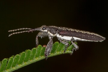 Rhinotia sparsa - Long-Snouted Primitive Weevil - Native Beetle Close-Up