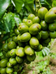 Coffee plant with green ripe beans. coffee beans ripening on the branch, plantation in Indonesia, Asia. group of ripe and raw coffee berries on coffee tree branch, Robusta Dampit