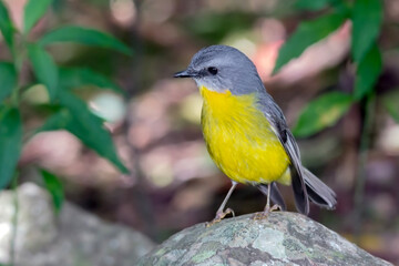 Eastern Yellow Robin (Eopsaltria australis) - Australian Bird in the Wild