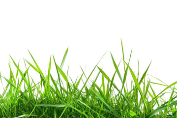 Fototapeta premium Fresh Green Grass on transparent background