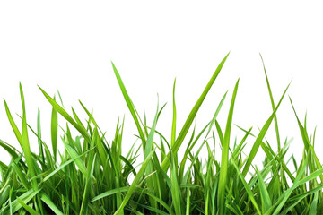 Fototapeta premium Fresh Green Grass on transparent background