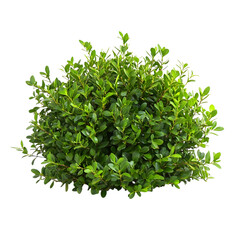 Obraz premium shrubs isolated on transparent background