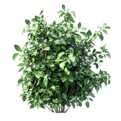 Obraz premium shrubs isolated on transparent background