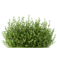Obraz premium shrubs isolated on transparent background