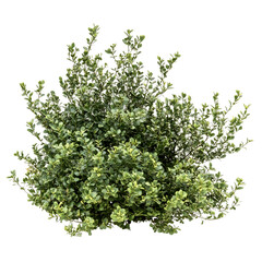 Obraz premium shrubs isolated on transparent background