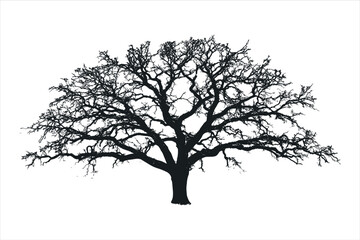 Obraz premium Tree silhouette 