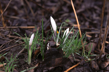 White crocus buds against the forest floor after rain.