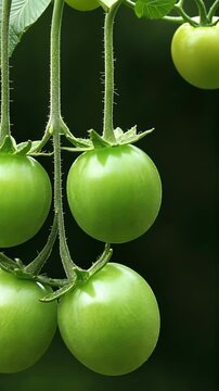 Green tomatoes growing on vines in a garden during the summer season showcasing their vibrant color and freshness