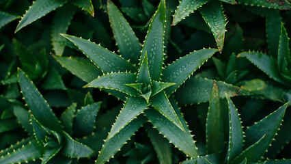 Fototapeta premium Overhead view of Aloe Vera plant