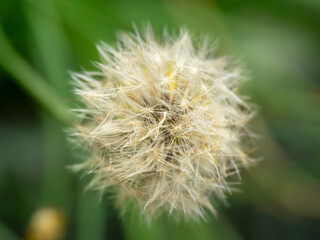 タンポポの綿毛のある風景