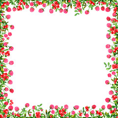 Set of square frames of watercolor flowers of clover and lingonberry, butterflies, bumblebees, dragonflies. Clip art, design element.