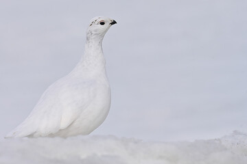 A Willow Ptarmigan (Lagopus lagopus) surveys a snowy Alaska landscape.