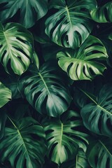 Botanical art print with monstera leaf, modern Scandinavian decor style
