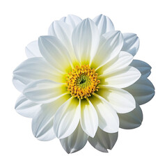 White dahlia flower with delicate petals 
