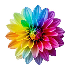 Colorful dahlia flowers with vibrant petals and top view on a white background