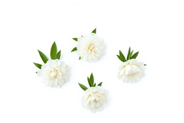 four white peonies with green leaves on a white background
