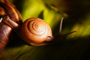 Snail in leaf with tropical . Snail on dry leaf. slow animals