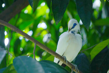Bali myna, Leucopsar rothschildi, perched on a branch with vibrant green leaves in the background. 