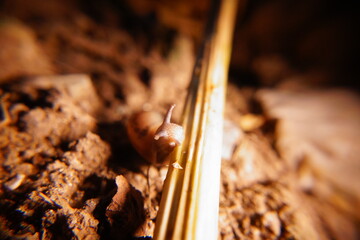 Snail in leaf with tropical . Snail on dry leaf. slow animals