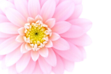 Fototapeta premium pink flower on a white background