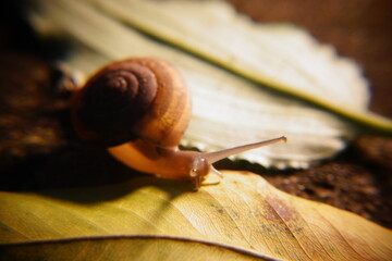 Snail in leaf with tropical . Snail on dry leaf. slow animals
