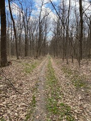 The Beauty of Spring: Snowdrops on the Forest Trail