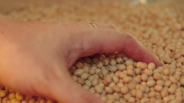 Farmer examining and shaking soybean seeds with his hands
