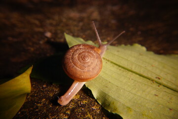 Snail in leaf with tropical . Snail on dry leaf. slow animals