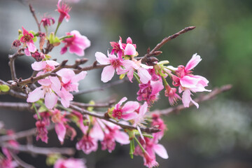 Pink cherry blossoms in spring