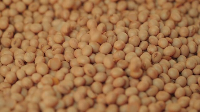 Producer shaking and scattering soybean seeds with his hands in a close-up