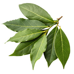 Fototapeta premium A cluster of vibrant green bay leaves with a glossy texture, showcasing their distinct shape and rich color.