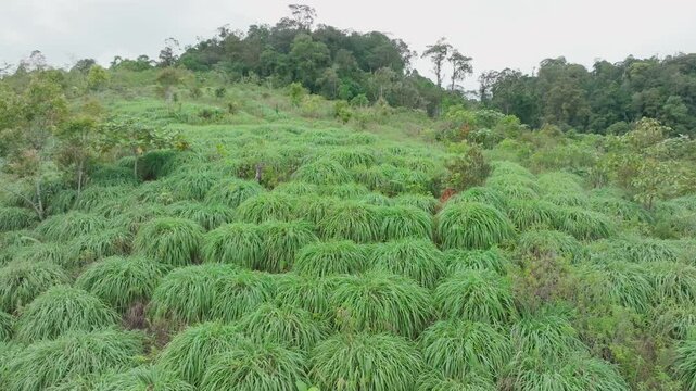 Aerial view of a lush citronella or andropogon nardus garden in Asia. Aerial view of a citronella garden which is a plant that produces essential oils