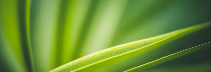 Close-up of leaf with gentle dew and soft green hues. Premium background photo with soft bokeh, Background for banner, poster and website design.