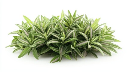 Fototapeta premium Lush Green Variegated Sage Plant Bush Isolated on White Background Perfect for Herbal and Culinary Designs