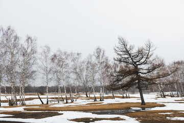 Melting snow in a forest in early spring. Beautiful spring landscape.
