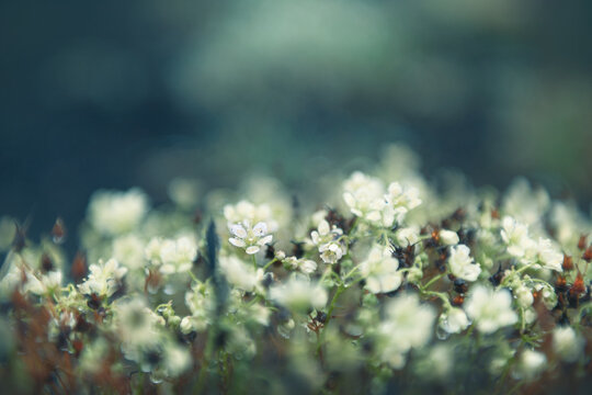 Wild flowers in a summer forest at sunset. Macro image, shallow depth of field.
