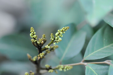 rambutan tree, rambutan plant or Nephelium lappaceum Linn and flower or rambutan blossom