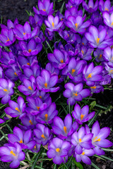 The first purple spring flowers crocuses. Early spring.