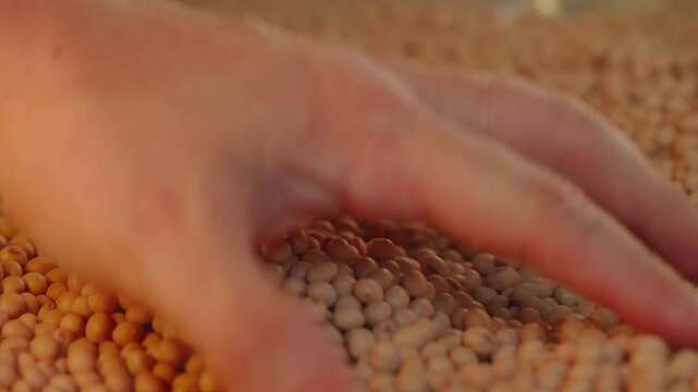 Farmer inspecting soybean seeds with his hands in close-up.