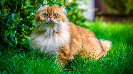 A plush NY11 British Longhair with a golden coat stands poised in a verdant garden, gazing forward with quiet confidence
