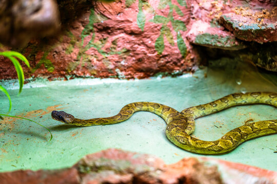 A mottled snake glides across a terrarium&rsquo;s rocky floor, revealing cryptic scales, a watchful stance, and the subtle allure of reptilian camouflage