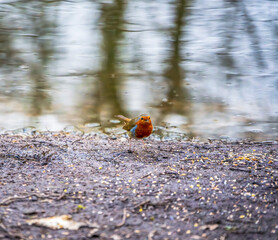 A European Robin (Erithacus rubecula) stands on a muddy lakeshore, scanning the water’s edge for hidden morsels