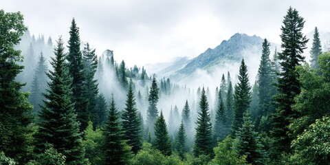 Misty Mountain Landscape with Lush Green Pine Trees