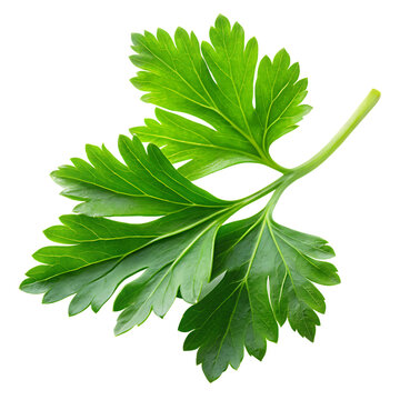 Fresh green parsley leaves, an aromatic herb and healthy food ingredient, isolated on white.